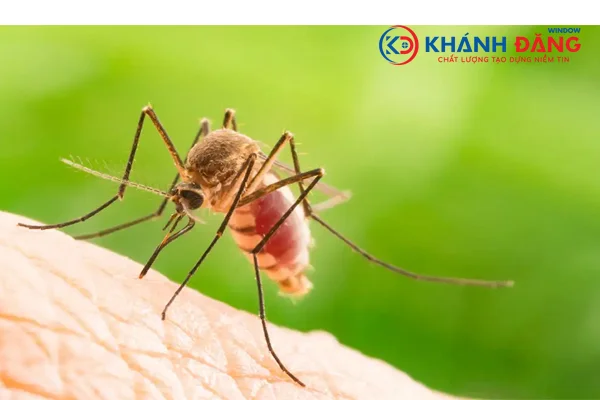cửa lưới chống muỗi là Cách phòng tránh muỗi tốt nhất
