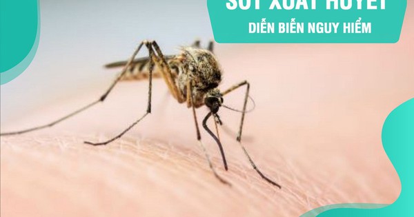 Lý do nên phòng chống muỗi, côn trùng gây bệnh